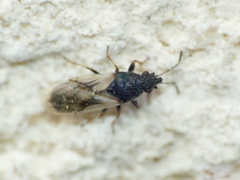 Metopoplax ditomoides