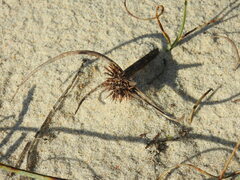 Cyperus capitatus