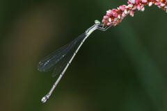 Rhadinosticta simplex