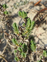 Crucianella maritima