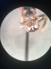 Calliopsis andreniformis