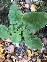 Francoa appendiculata