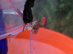 Protodeltote muscosula