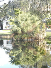 Sabal palmetto