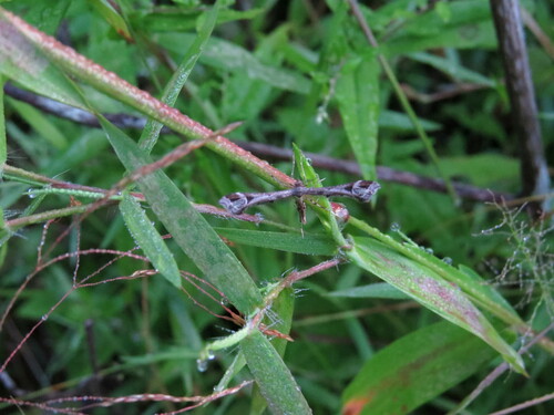 False Foxglove Plume Moth and Allies