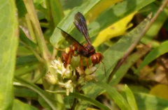 Cerceris bicornuta