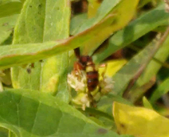 Cerceris bicornuta