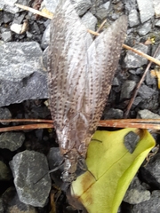 Archichauliodes diversus