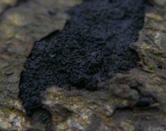 Melanamphora spinifera