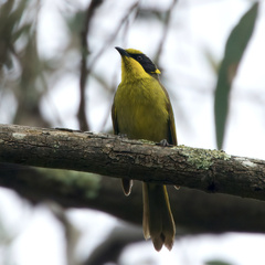 Lichenostomus melanops