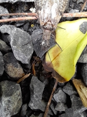Archichauliodes diversus