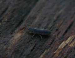 Vertagopus arboreus