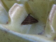 Renia flavipunctalis