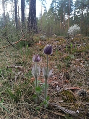 Pulsatilla patens