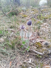 Pulsatilla patens
