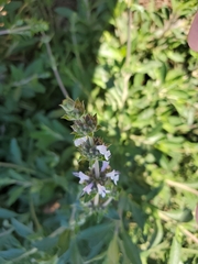 Salvia mellifera
