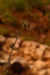 Silene gigantea