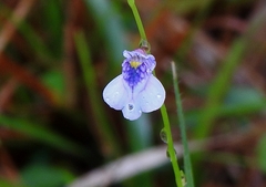 Utricularia hispida