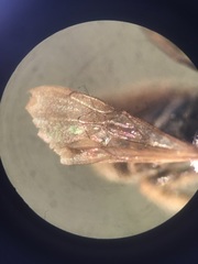Calliopsis andreniformis