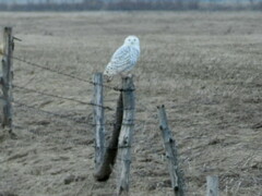 Bubo scandiacus image