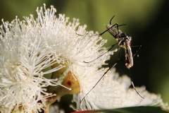 Toxorhynchites speciosus