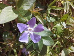 Vinca major