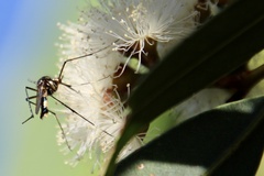 Toxorhynchites speciosus