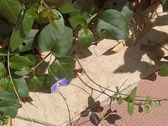 Vinca major