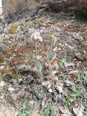 Pulsatilla patens