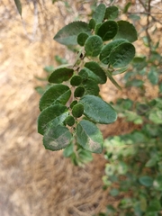 Azara dentata