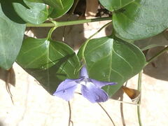 Vinca major