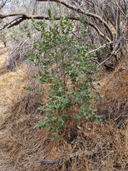 Azara dentata