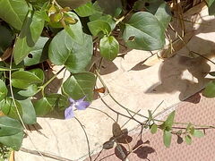 Vinca major
