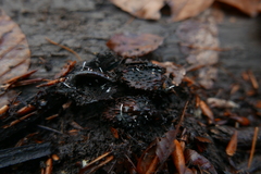 Xylaria carpophila