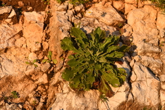 Silene gigantea