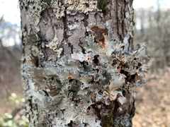 Parmotrema hypotropum