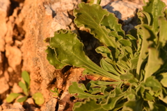 Silene gigantea
