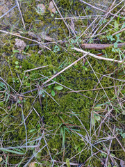 Archidium alternifolium