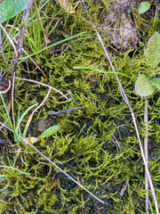 Archidium alternifolium