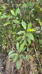 Quintinia serrata