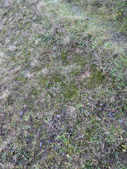 Archidium alternifolium