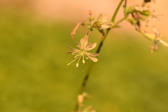 Silene gigantea