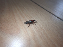 Dilophus nigrostigma