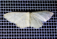 Idaea straminata