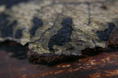 Melanamphora spinifera