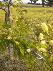 Senegalia bonariensis