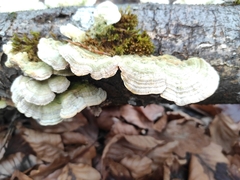 Trametes hirsuta