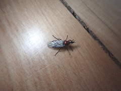 Dilophus nigrostigma