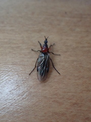 Dilophus nigrostigma