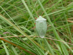 Chlorocoris rufopictus